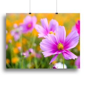 Pink cosmos in the flower fields Canvas Print or Poster (Type: Standard Framed Canvas Print, size: 24" x 16" / 60cm x 40cm (approx))