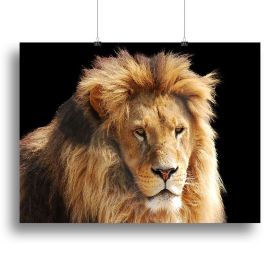 Lion head Canvas Print or Poster (Type: Standard Framed Canvas Print, size: 40" x 26" / 100cm x 65cm (approx))