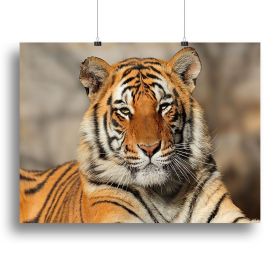Portrait of a Bengal tiger Canvas Print or Poster (Type: Poster Print, size: 28" x 20" / 70cm x 50cm (approx))
