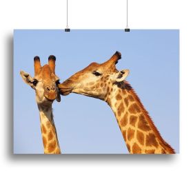 Giraffe pair bonding Canvas Print or Poster (Type: Poster Print, size: 28" x 20" / 70cm x 50cm (approx))