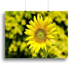 Sunflowers bloom in summer Canvas Print or Poster (Type: Poster Print, size: 24" x 16" / 60cm x 40cm (approx))
