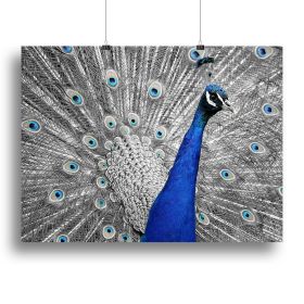 Peacock Canvas Print or Poster (Type: Standard Framed Canvas Print, size: 28" x 20" / 70cm x 50cm (approx))