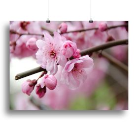Broken blooming cherry branch Canvas Print or Poster (Type: Standard Framed Canvas Print, size: 32" x 24" / 80cm x 60cm (approx))