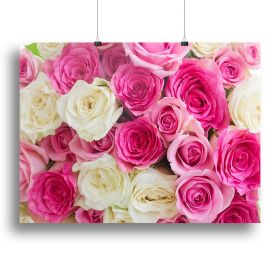 Pink and white fresh rose flowers Canvas Print or Poster (Type: Poster Print, size: 12" x 8" / 30cm x 20cm (approx))