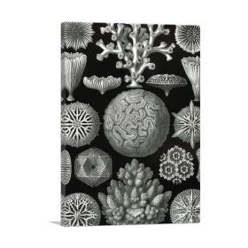 Hexacorallia Aquatic Organisms 1904 (Type: Standard Framed Canvas Print, size: 16" x 12" / 42cm x 30cm (approx))