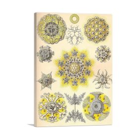 Polycyttaria (Type: Standard Framed Canvas Print, size: 12" x 8" / 30cm x 20cm (approx))