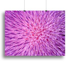 Background of thistle flower Canvas Print or Poster (Type: Poster Print, size: 40" x 26" / 100cm x 65cm (approx))